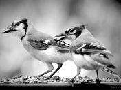 Two Bluejays in monochrome