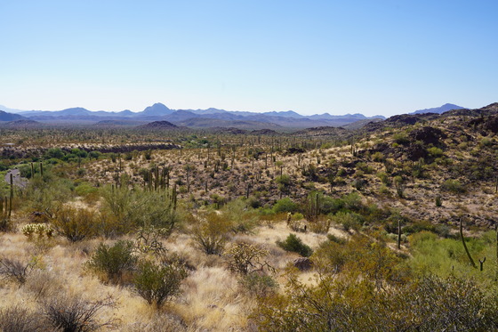 Organ Pipe Cactus National Monument