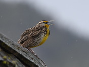 Western Meadowlark