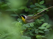 Common Yellowthroat
