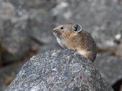 American Pika