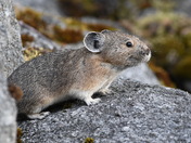 American Pika