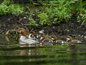 Common Merganser Family