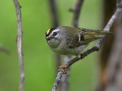 Golden-crowned Kinglet
