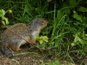 Columbian Ground Squirrel