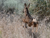 Mule Deer Fawn