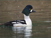 Barrow's Goldeneye (m)