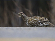 Spruce Grouse (f)