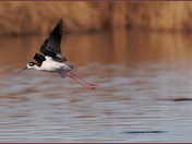 Black-necked Stilt