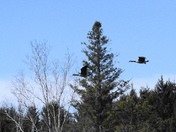 Nature scene with Geese in flight