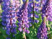Lupine Season