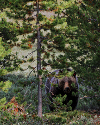 Grand Teton National Park