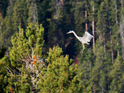 Grand Teton National Park