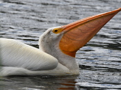 Pelican