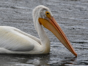 White Pelican