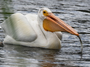 Feeding Pelican