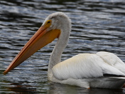 American White Pelican