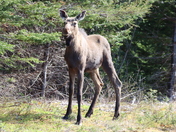 Summer in the boreal