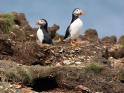 Atlantic Puffins