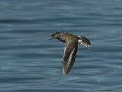 Spotted Sandpiper in Flight