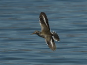 Spotted Sandpiper in Flight