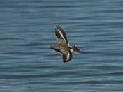 Spotted Sandpiper in Flight
