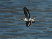 Spotted Sandpiper in Flight