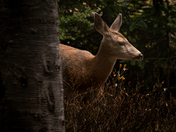 Mount Rainier National Park
