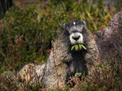 Mount Rainier National Park