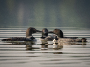 All for One, and One for All!