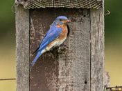 Eastern Bluebird