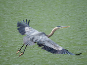 Great Blue Heron of Dorothy Lake