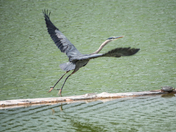 Great Blue Heron of Dorothy Lake