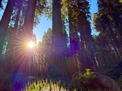 Sequoia National Park