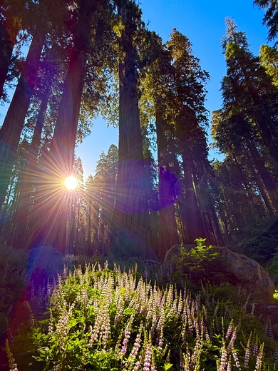 Sequoia National Park