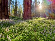 Sequoia National Park