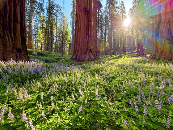 Sequoia National Park
