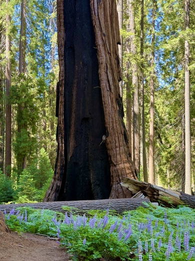 Sequoia National Park