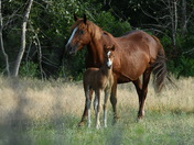 Wild Horses (Equus ferus)