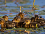 Mallard Ducklings