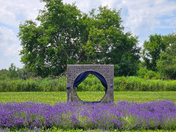 Blooming Lavender Field Under Summer Sky