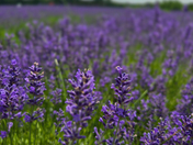Blooming Lavender Field Under Summer Sky
