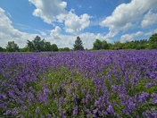 Blooming Lavender Field Under Summer Sky
