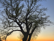 Lone Tree Overlooking a Calm Lake at Sunset
