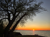 Lone Tree Overlooking a Calm Lake at Sunset