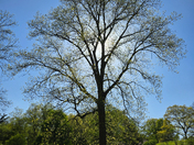 Majestic Green Tree Under Bright Blue Sky and Sunlight