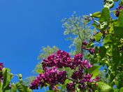 Pink Cherry Blossoms in Full Bloom at Royal Botanical Gardens, Burlington
