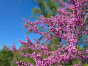 Pink Cherry Blossoms in Full Bloom at Royal Botanical Gardens, Burlington