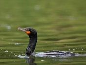 Double-crested Cormorant