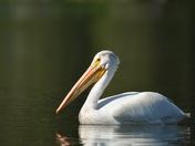 Pelican